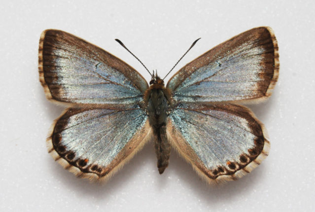 Polyommatus coridon (Chalkhill blue french aberration syngrapha) Internet Image property of respective owner, non-commercial use only